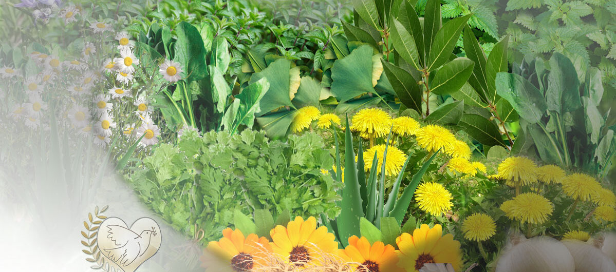 la_naturaleza_sanadora_parte_i