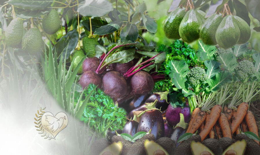 Las_naturaleza_sanadora_parte_ii